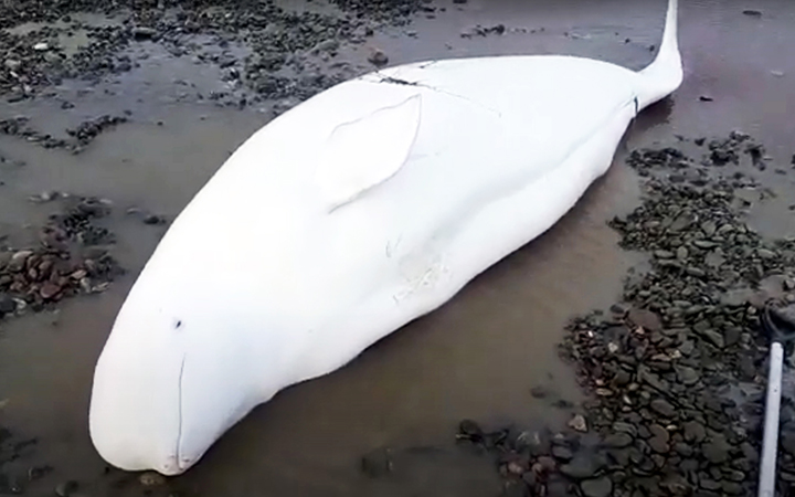 One more beluga family saved as rescuers call for creating whale emergency centres in Russian Far East 
