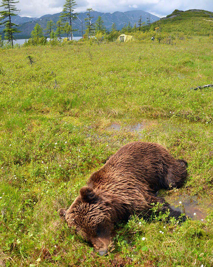 Bear attacks international expedition and drags terrified MA student out of tent