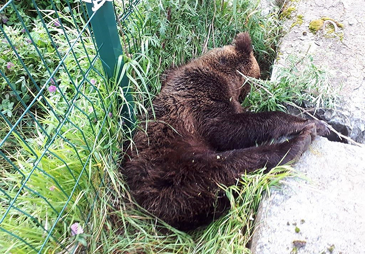 People are killed and wounded in recent 'worst-ever' bear attacks, as one governor says 62 predators shot for posing human threat