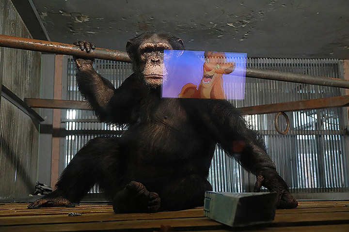 Chimpanzees in Siberian nature park watch cartoons to stay in good mood during Covid-19 crisis