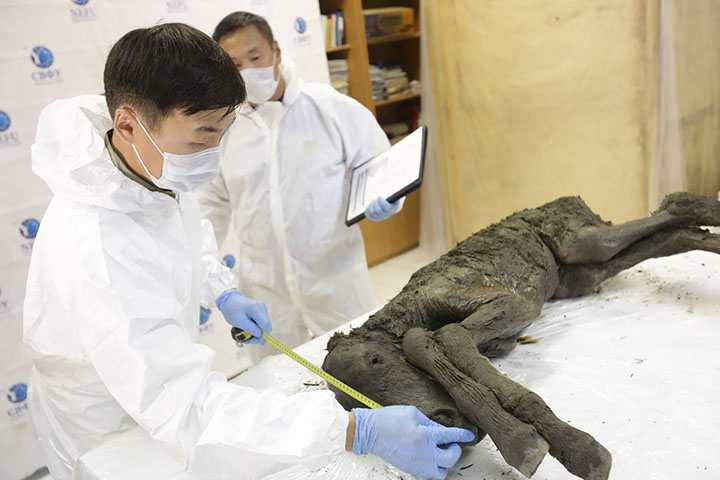 Perfectly-preserved ancient foal is shown to the world for the first time