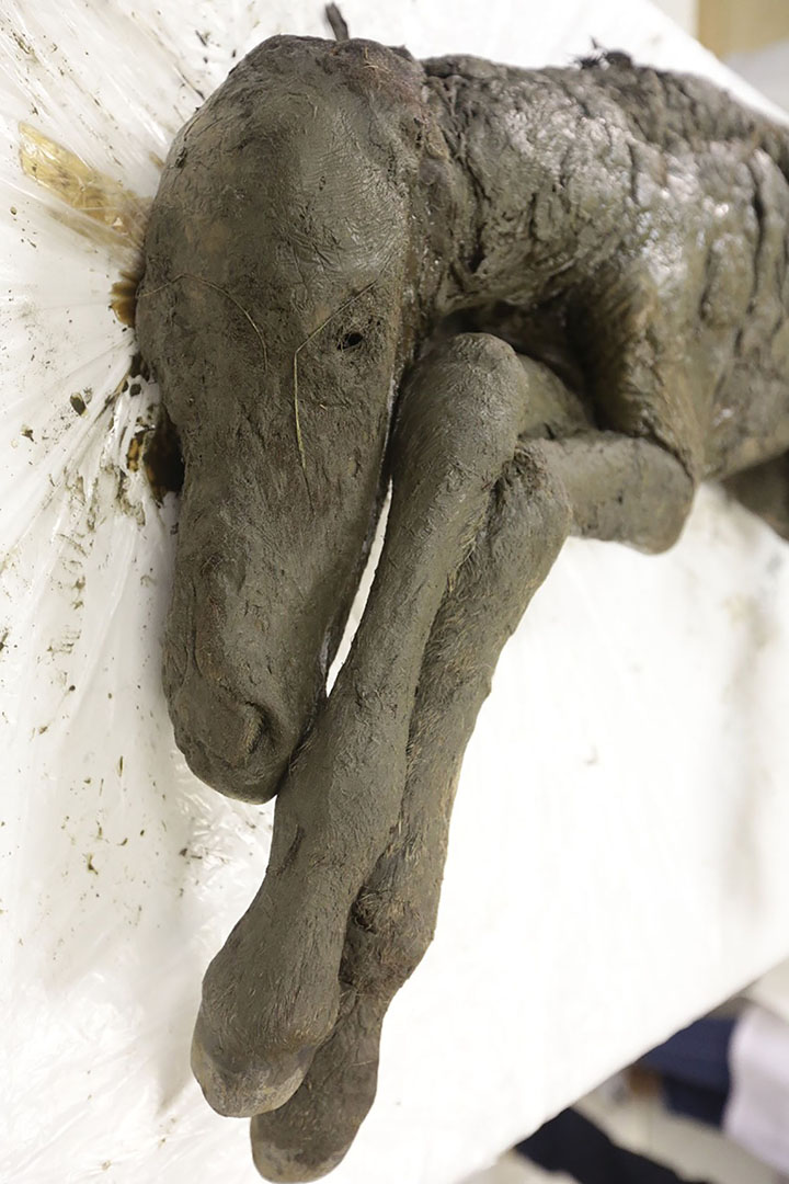 Perfectly-preserved ancient foal is shown to the world for the first time