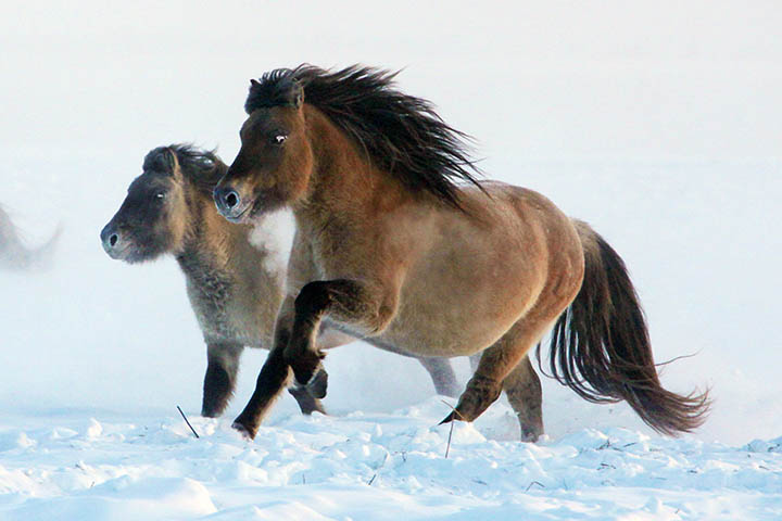 Yakut horses in the cold