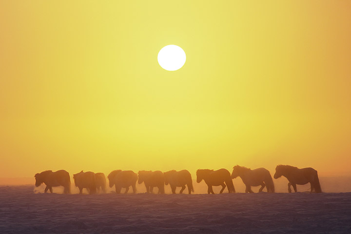 Yakut horses in the cold