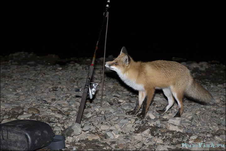 Hungry fox