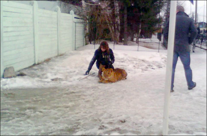 Lion attacks nine year old girl in coldest region in Russia