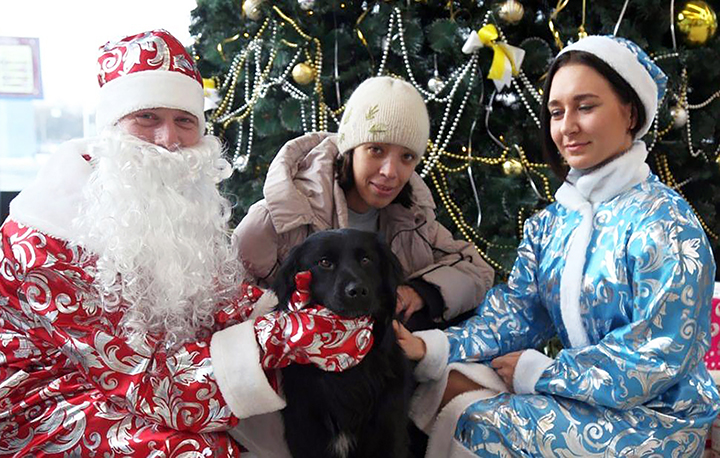 Forgotten or abandoned at airport by owners, Malysh the black dog is looking for new home 