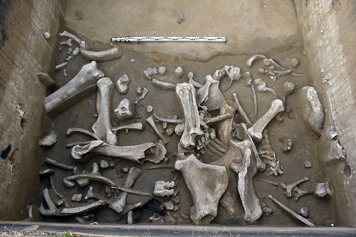 Palaeolithic ‘Matryoshka’ made from a mammoth bone and skull of Arctic fox is found in Siberia