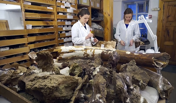 Palaeolithic ‘Matryoshka’ made from a mammoth bone and skull of Arctic fox is found in Siberia