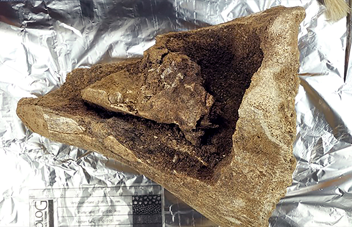 Palaeolithic ‘Matryoshka’ made from a mammoth bone and skull of Arctic fox is found in Siberia
