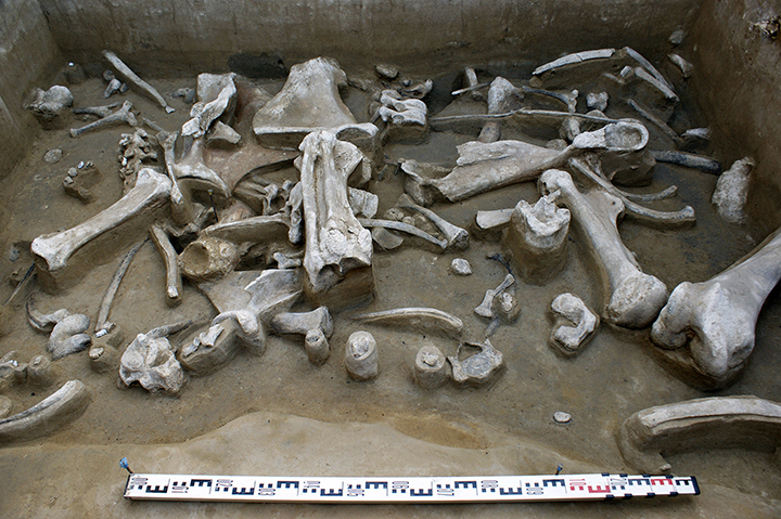 Palaeolithic ‘Matryoshka’ made from a mammoth bone and skull of Arctic fox is found in Siberia