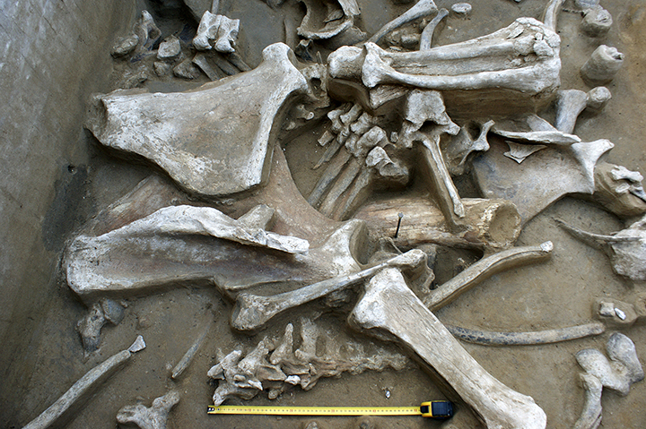 Palaeolithic ‘Matryoshka’ made from a mammoth bone and skull of Arctic fox is found in Siberia
