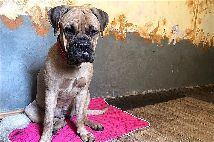 Maru in the dog shelter in Krasnoyarsk