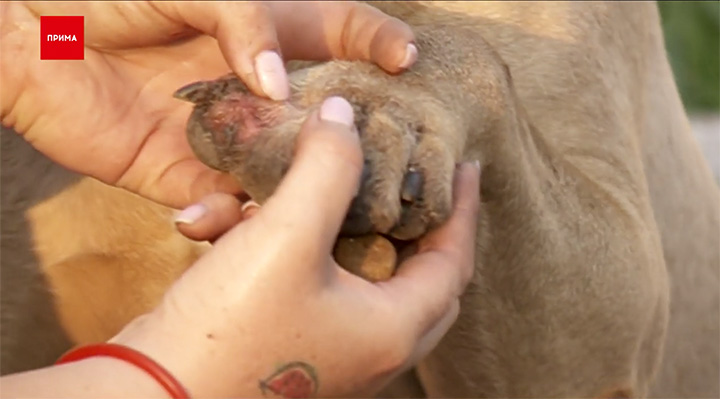 Maru's injured paw