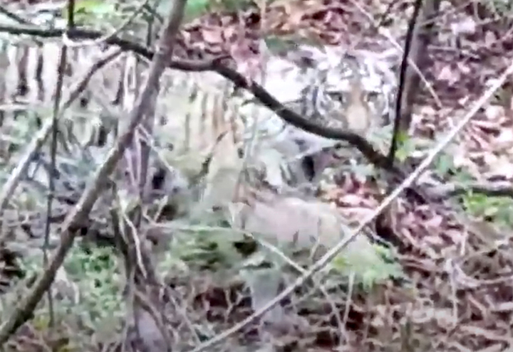Amur tigress who came out to people to seek help might be a pet who escaped owners or was thrown out 