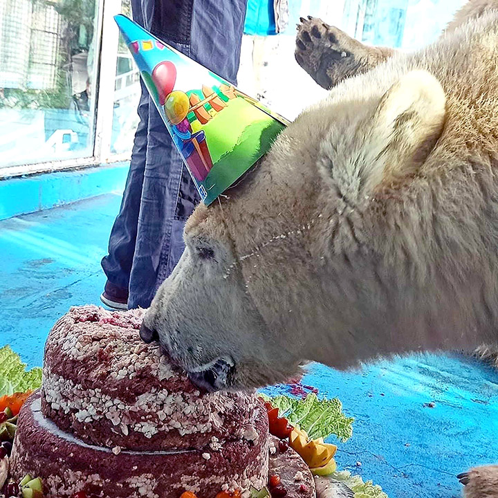 Polar bear cubs, born in captivity, rejected by mother, and raised by humans celebrate first birthday  