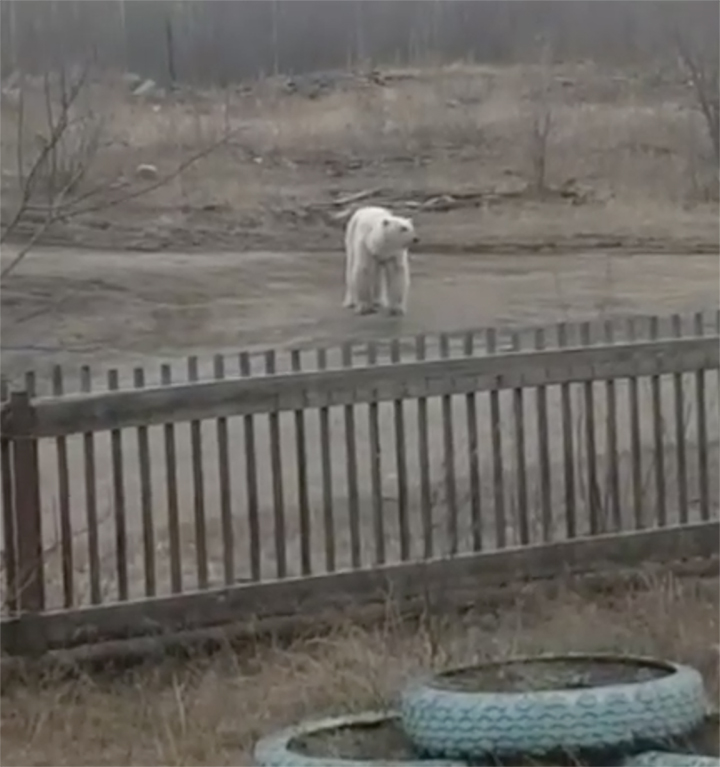 Polar bear that walked unprecedented 1,000 km south from Arctic habitat is caught in Yakutia 