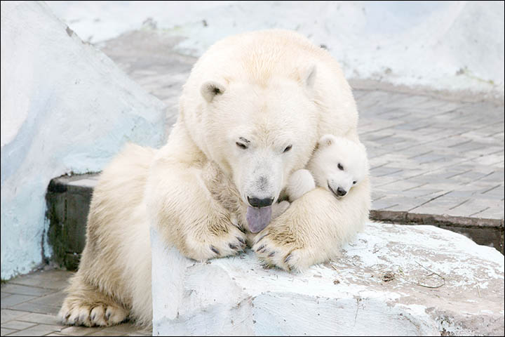 Polar bear Gerda cradles her three month old female cub in magical pictures from Novosibirsk Zoo.