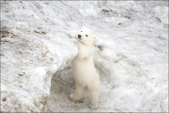 Polar bear Gerda cradles her three month old female cub in magical pictures from Novosibirsk Zoo.