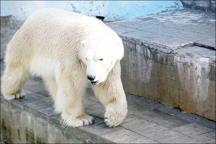 Polar bear Gerda cradles her three month old female cub in magical pictures from Novosibirsk Zoo.