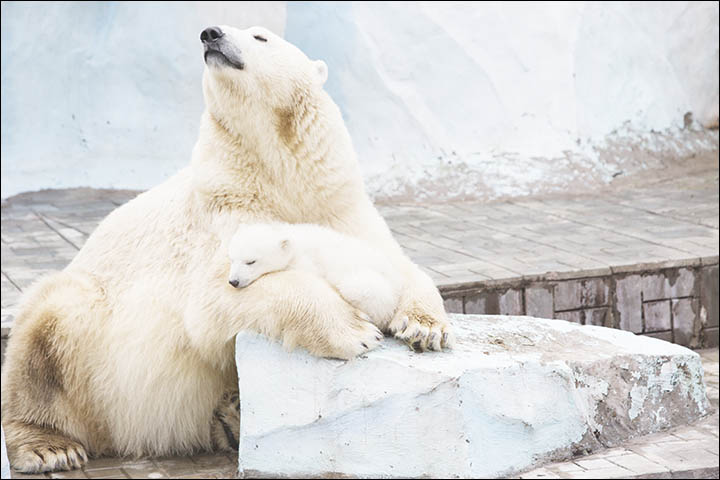 Polar bear Gerda cradles her three month old female cub in magical pictures from Novosibirsk Zoo.