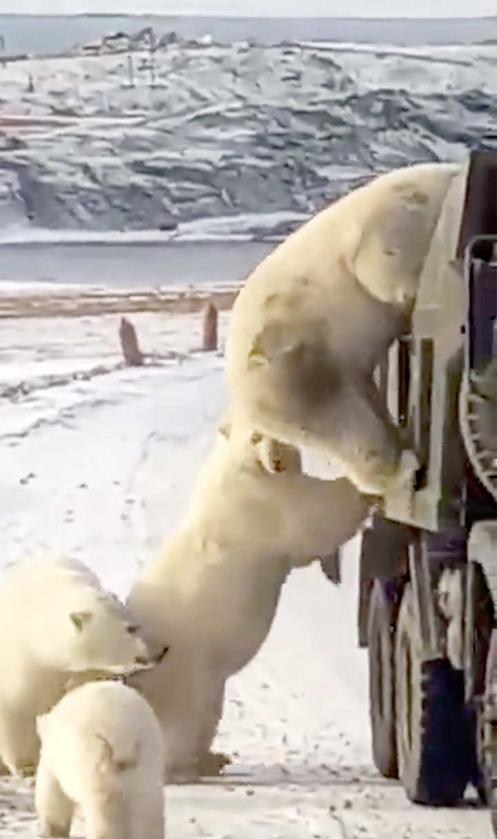 Ten polar bears - six adults and four cubs - besiege a stalled rubbish truck in Russian Arctic 