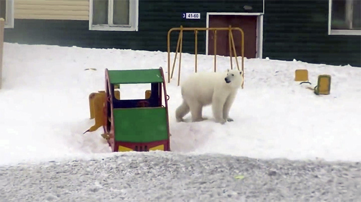 Polar bear at the playing ground