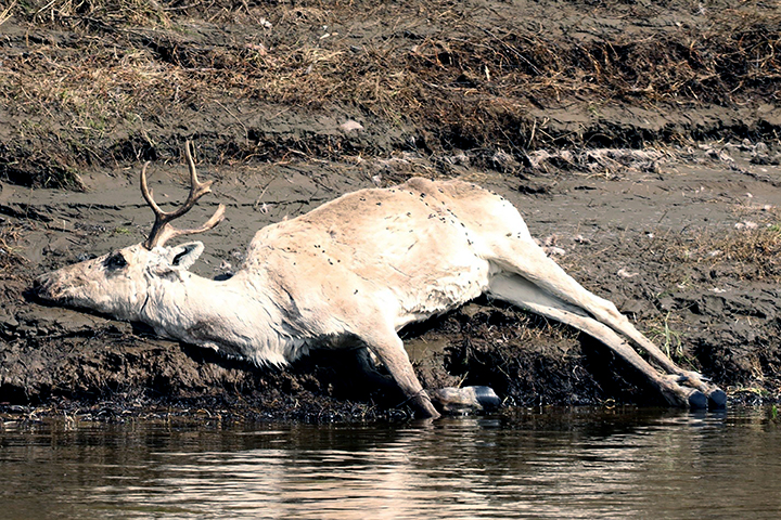 Northern reindeer that roamed Taymyr peninsula are at the brink of extinction