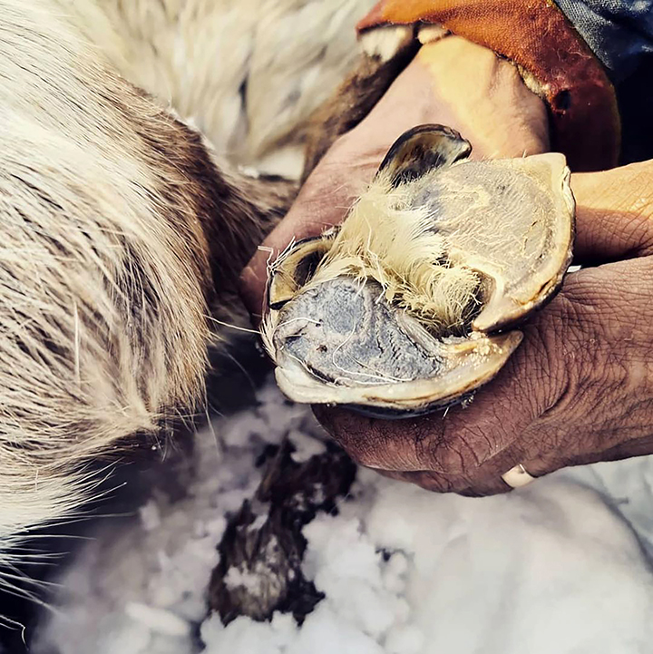Mass deaths of reindeer on Yamal peninsula linked to climate change, scientists believe 