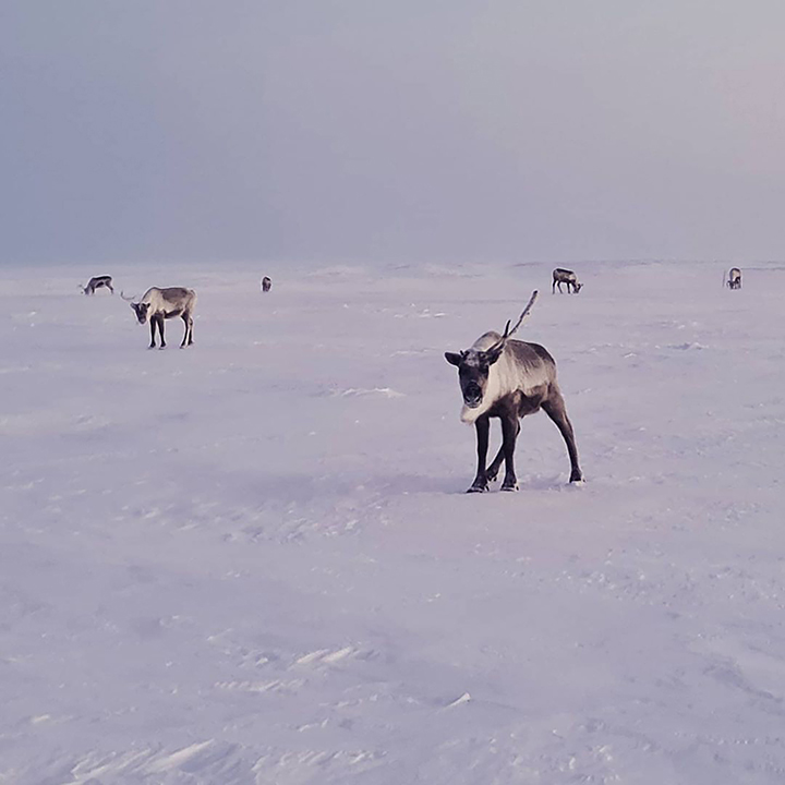 Mass deaths of reindeer on Yamal peninsula linked to climate change, scientists believe 