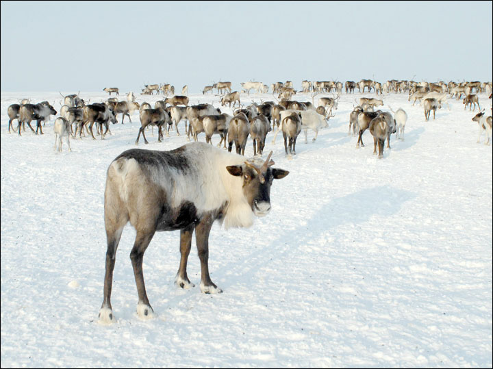 Mass reindeer deaths if no early warning system for 'climate change' freak freezes  