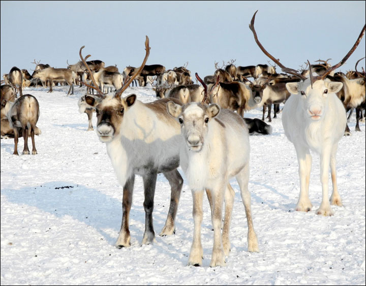 Mass reindeer deaths if no early warning system for 'climate change' freak freezes  