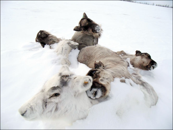 Mass reindeer deaths if no early warning system for 'climate change' freak freezes  