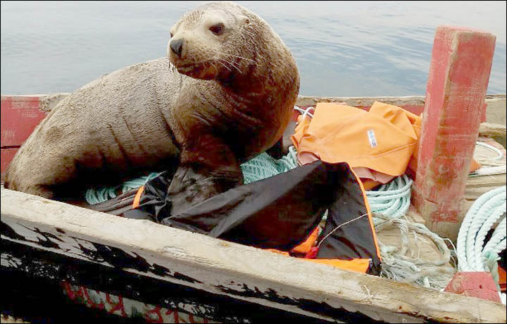 Devoted sea creature refuses to leave fishermen on all-day odyssey