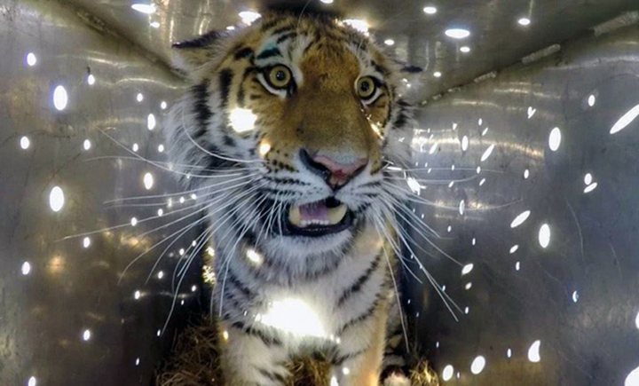 Rare Amur tigress is back to nature after a year at rehabilitation centre 