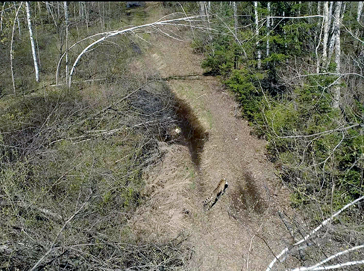 Rare Amur tigress is back to nature after a year at rehabilitation centre 