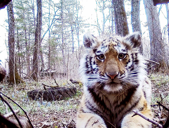 Rare Amur tigress is back to nature after a year at rehabilitation centre 