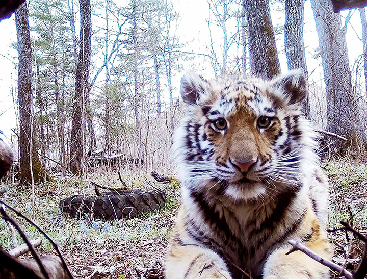 Rare Amur tigress is back to nature after a year at rehabilitation centre 