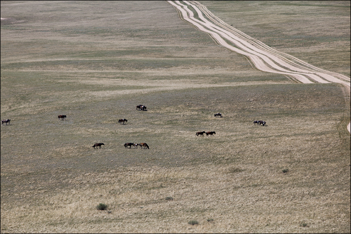 Horses