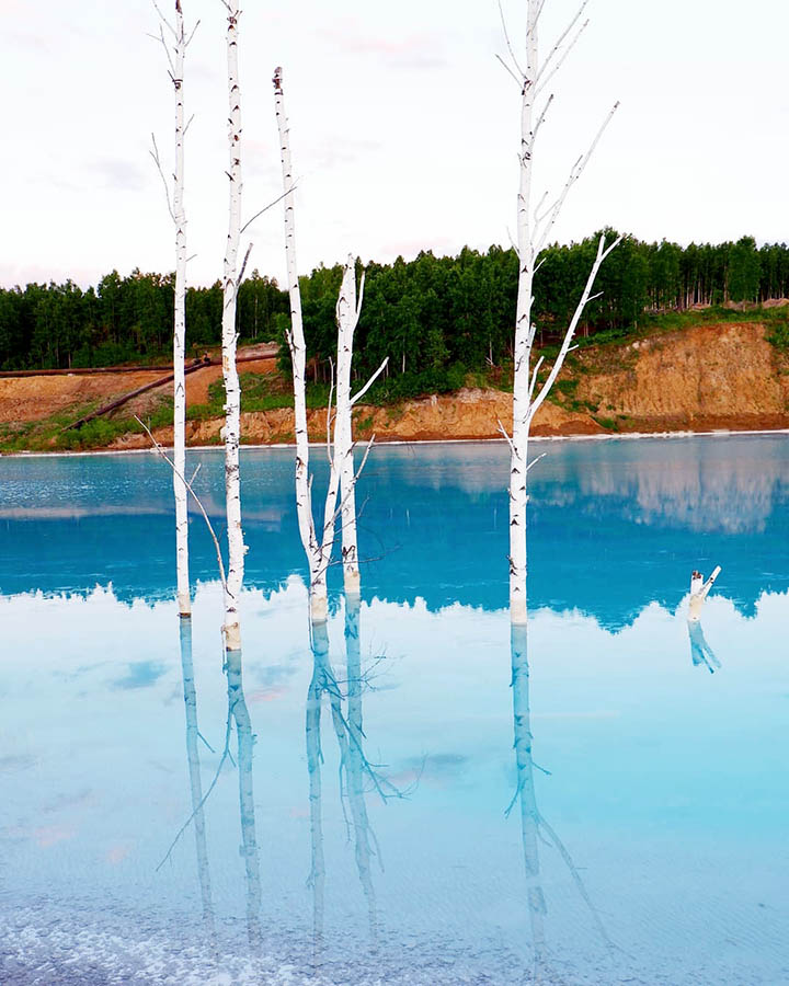 Dead trees