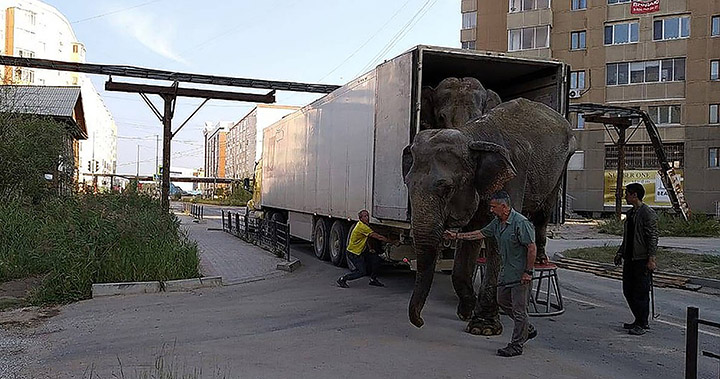 Indian elephants escape circus, go for a snow bath in Ekaterinburg 