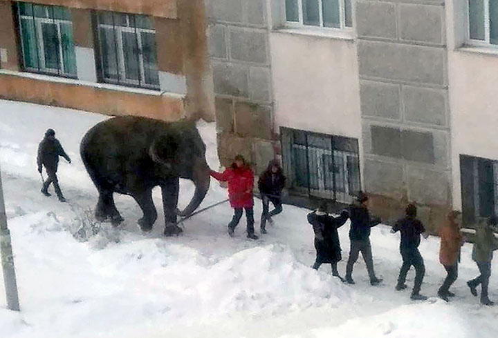 Indian elephants escape circus, go for a snow bath in Ekaterinburg 