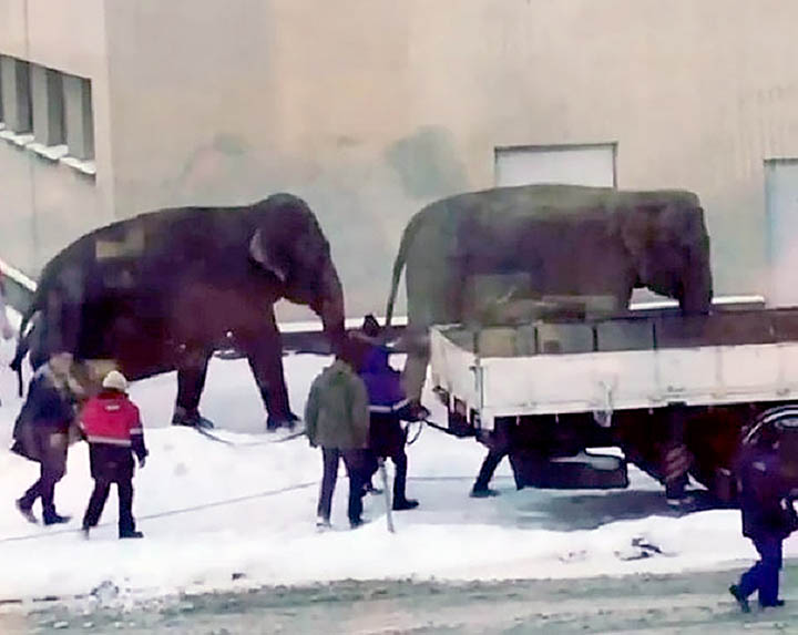 Indian elephants escape circus, go for a snow bath in Ekaterinburg 