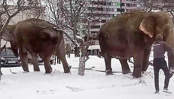 Indian elephants escape circus, go for a snow bath in Ekaterinburg 