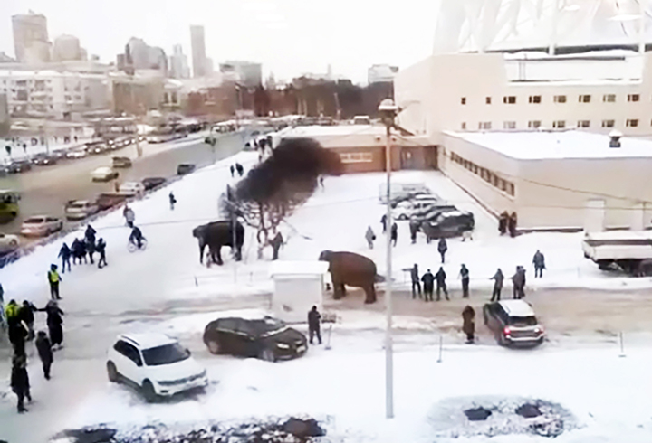 Indian elephants escape circus, go for a snow bath in Ekaterinburg 