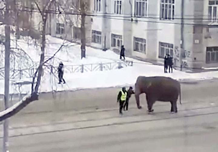 Indian elephants escape circus, go for a snow bath in Ekaterinburg 