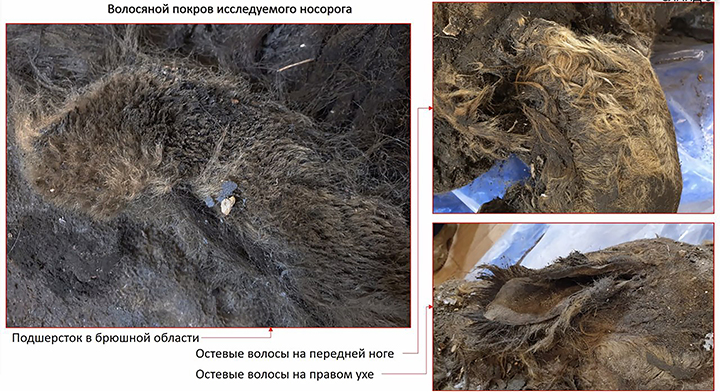 World’s best-preserved teenage woolly rhino still feeding on mother’s milk when it died in Pleistocene era
