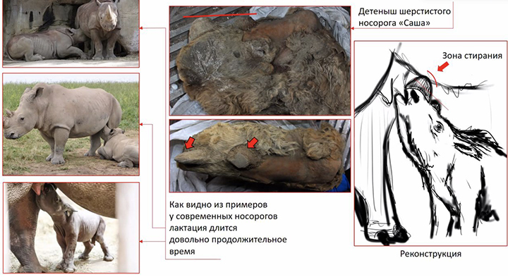 World’s best-preserved teenage woolly rhino still feeding on mother’s milk when it died in Pleistocene era