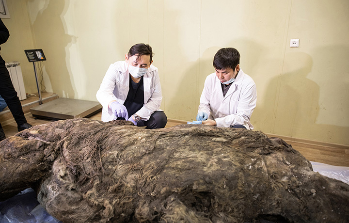 World’s best-preserved teenage woolly rhino still feeding on mother’s milk when it died in Pleistocene era