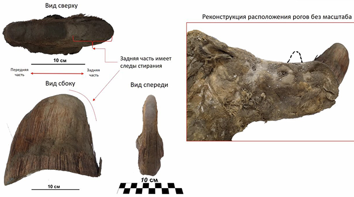 World’s best-preserved teenage woolly rhino still feeding on mother’s milk when it died in Pleistocene era